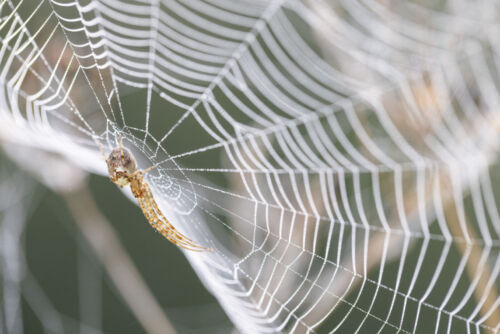 Bronish spider on its large web